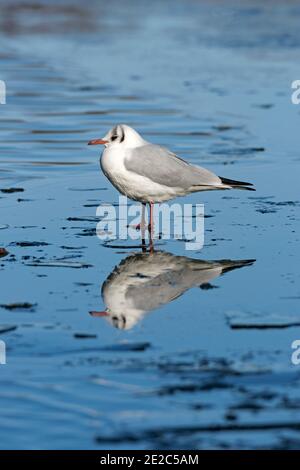 L'inverno degli adulti è crolizzato Gull a testa nera, Chromicocephalus ridibundus, in piedi sul lago congelato presso la riserva dei letti Thatcham di BBOWT, Berkshire Foto Stock