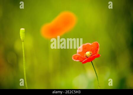 Papaveri rossi e selvaggi a testa lunga (Papaver dubium) su sfondo verde. Foto scattata il 15 maggio 2020, su un campo vicino a Timisoara, contea di Timis, R. Foto Stock