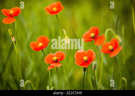 Papaveri rossi e selvaggi a testa lunga (Papaver dubium) su sfondo verde. Foto scattata il 15 maggio 2020, su un campo vicino a Timisoara, contea di Timis, R. Foto Stock