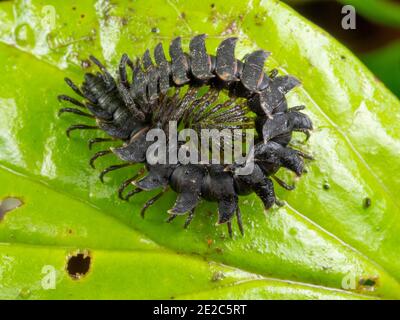 Millipede (Polydesmidae) a supporto piatto su una foglia nella foresta pluviale, Ecuador Foto Stock