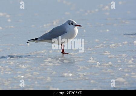 L'inverno degli adulti è crolizzato Gull a testa nera, Chromicocephalus ridibundus, in piedi sul lago congelato presso la riserva dei letti Thatcham di BBOWT, Berkshire Foto Stock