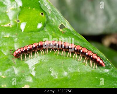 Millipede (Polydesmidae), colorato e a supporto piatto, su una foglia della foresta pluviale, Ecuador Foto Stock