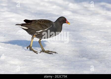 Moorhen, Gallinula chloropus, nutrendo nella neve, BBOWT's Thatcham Reedbeds Reserve, Berkshire, 3 febbraio 2019 Foto Stock