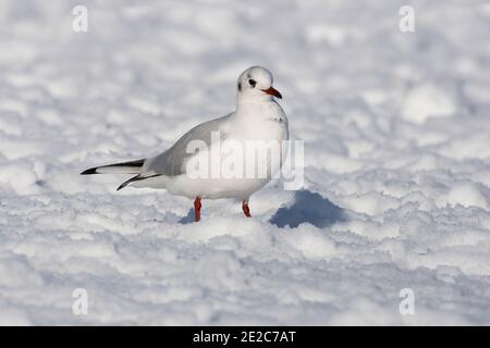 L'inverno degli adulti è croliato Gull a testa nera, Chromicocephalus ridibundus, nutrendo tra la neve nella riserva dei letti Thatcham di BBOWT, Berkshire Foto Stock