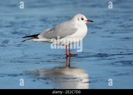 L'inverno degli adulti è crolizzato Gull a testa nera, Chromicocephalus ridibundus, in piedi sul lago congelato presso la riserva dei letti Thatcham di BBOWT, Berkshire Foto Stock