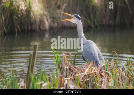 A Grey Heron (Ardea cinerea) presso il parco di Inverleith a Edimburgo, in Scozia, inghiottite un piccolo pesce presso lo stagno. Foto Stock