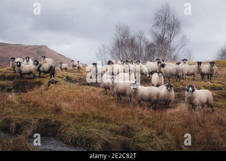 Un gregge di pecore scozzesi Blackface (Ovis aries) si trova alla telecamera di Loch awe, Argyll e Butte nelle Highlands scozzesi. Foto Stock