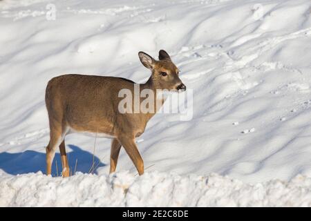 cervi dalla coda bianca in inverno Foto Stock