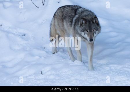 ritratto del lupo nordoccidentale in inverno Foto Stock