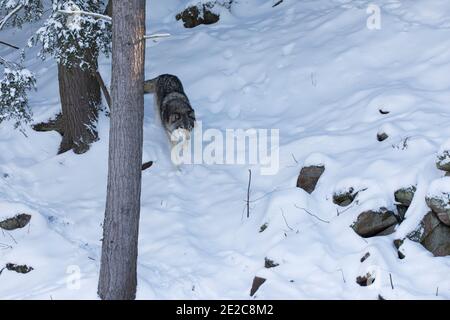 ritratto del lupo nordoccidentale in inverno Foto Stock