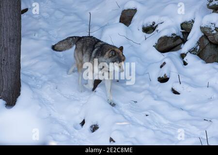 ritratto del lupo nordoccidentale in inverno Foto Stock