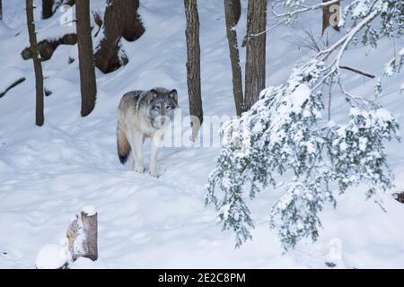 ritratto del lupo nordoccidentale in inverno Foto Stock