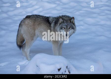 ritratto del lupo nordoccidentale in inverno Foto Stock