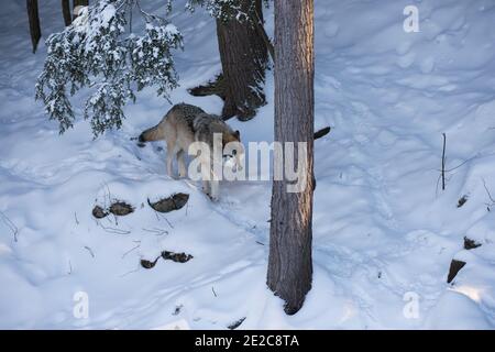 ritratto del lupo nordoccidentale in inverno Foto Stock