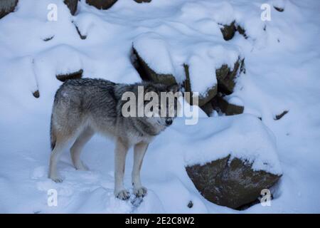 ritratto del lupo nordoccidentale in inverno Foto Stock