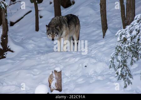 ritratto del lupo nordoccidentale in inverno Foto Stock