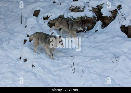 coppia di lupi nordoccidentali in inverno Foto Stock