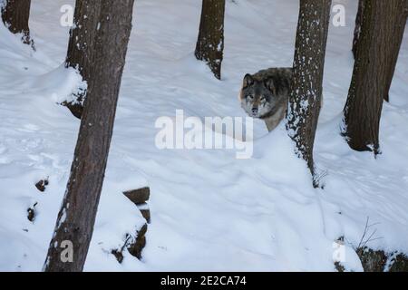 ritratto del lupo nordoccidentale in inverno Foto Stock