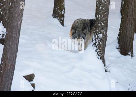 ritratto del lupo nordoccidentale in inverno Foto Stock