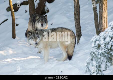 ritratto del lupo nordoccidentale in inverno Foto Stock