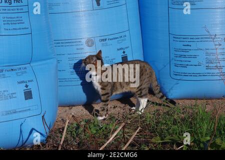 Tabby gatto e sacchi di fertilizzante Foto Stock