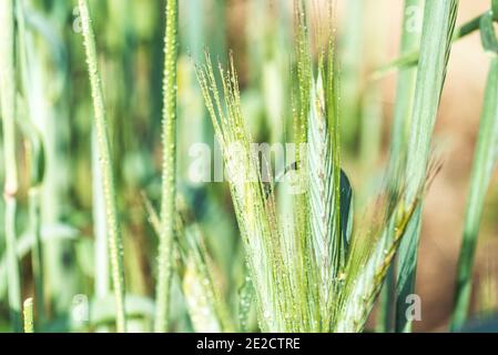 orecchie di mais nel campo, macro una goccia di rugiada o pioggia. Orecchio di grano in gocce di rugiada in natura su morbido sfondo oro sfocato Foto Stock