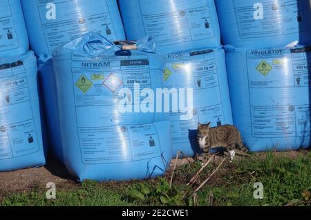 Tabby gatto e sacchi di fertilizzante Foto Stock