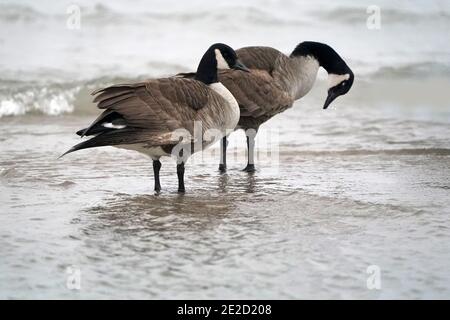 Canada Geese al lago in inverno Foto Stock