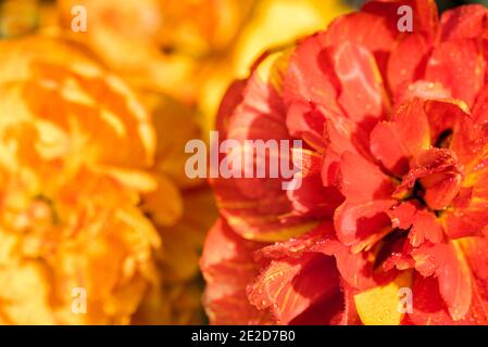 due tulipani soffici. Fiore rosso-arancio luminoso close up.Abstract sfondo rosso da petali di tulipano e rose. Sfocatura dello sfondo. Bella card estiva. Foto Stock