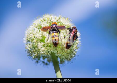 Il wasp mammut. Scolia gigante vespa su un fiore di cipolla. Foto Stock