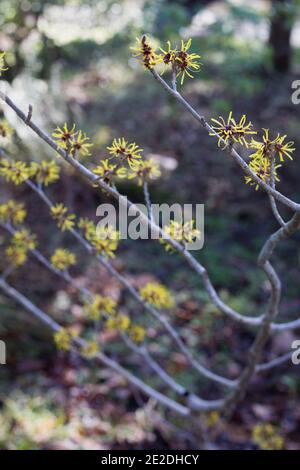 Hamamelis mollis 'Hendricks Park'. Foto Stock