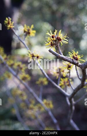 Hamamelis mollis 'Hendricks Park'. Foto Stock
