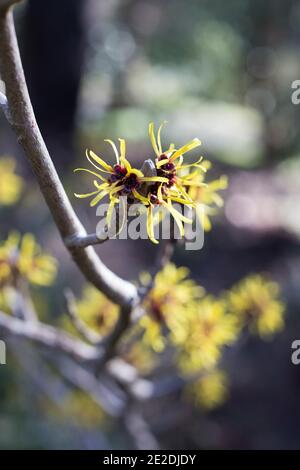 Hamamelis mollis 'Hendricks Park'. Foto Stock