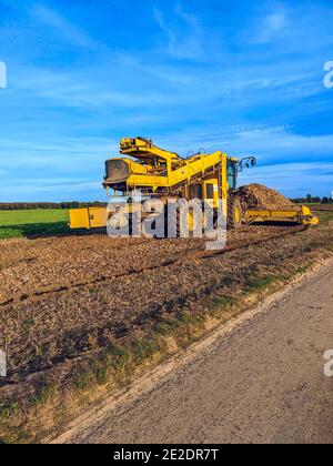 Un agricoltore che raccoglie barbabietole da zucchero utilizzando una mietitrice specializzata di barbabietole da zucchero in un settore agricolo. Coltivazione della barbabietola in Germania. Foto Stock