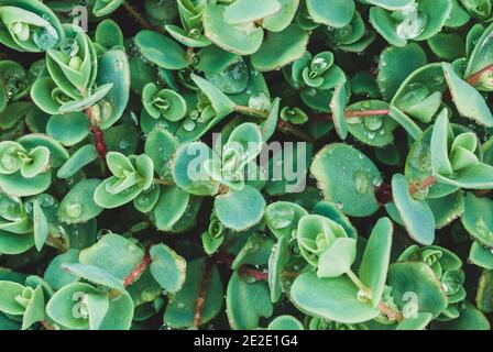 Foto ad alto angolo di foglie blu-verdi di Sedum ewersii con gocce d'acqua dopo la pioggia Foto Stock