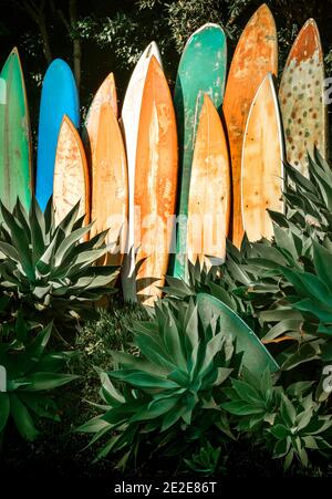 Una linea verticale di tavole da surf in pensione, grugnose e vintage in un giardino di agave nella California meridionale, Stati Uniti Foto Stock