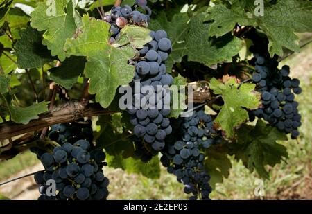 Vignes de la region de Bordeaux dans le Medoc et a Saint-Emilion, grotte, grappes de raisin, degutation et vente de vin, octobre 2011, France. Vigneti nella regione di Bordeaux nel Medoc e Saint-Emilion, cantine, uve, degustazione e vendita di vini, ottobre 2011, Francia. Foto di Patrick Bernard/ABACAPRESS.COM Foto Stock