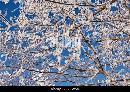 Rami di albero in uno strato spesso di gelo Foto Stock
