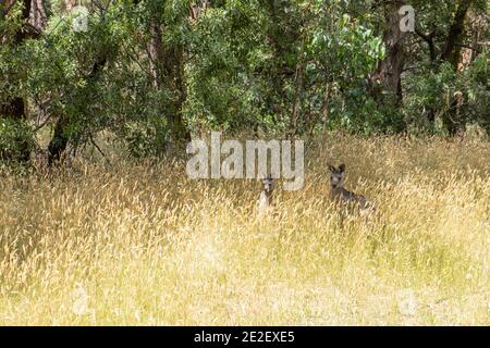 Due canguri grigi in erba alta gialla, Victoria, Australia Foto Stock