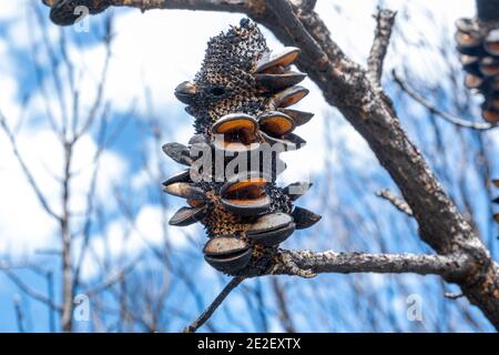 Closeup estremo di cono di banksia bruciato contro sfondo sfocato Foto Stock