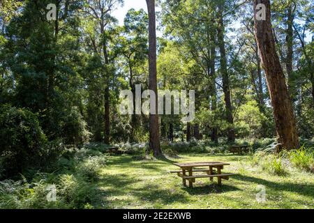 Tavolo da picnic in legno sotto alberi alti nella foresta australiana Foto Stock
