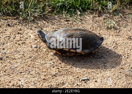 Tartaruga orientale a collo lungo sul terreno Foto Stock