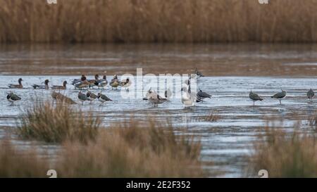 Northern Pintails e Northern Lapwings on the Ice Foto Stock