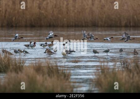 Northern Pintails e Northern Lapwings on the Ice Foto Stock