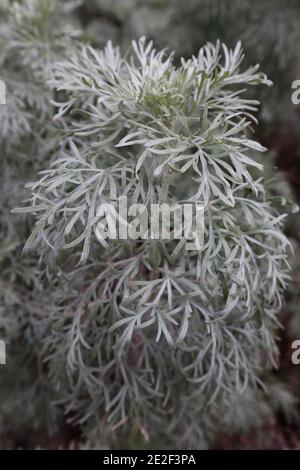 Artemisia ‘Powis Castle’ Wormwood - foglie di piume argentate, gennaio, Inghilterra, Regno Unito Foto Stock