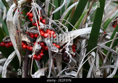 Iris foetidissima Iris stinking iris - grappoli di bacche arancioni, gennaio, Inghilterra, Regno Unito Foto Stock