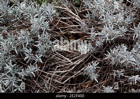 Lavandula angustifolia lavanda legnosa, gennaio, Inghilterra, Regno Unito Foto Stock