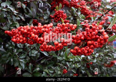 Pyracantha coccinea Scarlet Firethorn – profuse Red berry grapps, gennaio, Inghilterra, Regno Unito Foto Stock