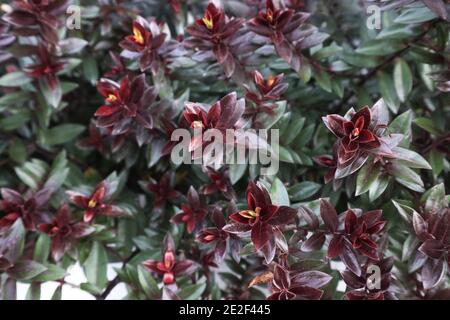 Hebe ‘Midnight Sky’ o ‘Lowten’ arbusti Veronica – arbusto con colonne di foglie nere e verdi, gennaio, Inghilterra, Regno Unito Foto Stock