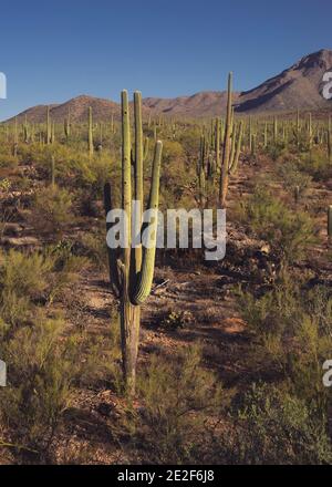 Foresta di Saguaro gigante Foto Stock